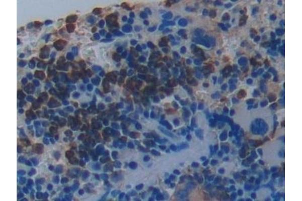 PRSS2 antibody  (AA 29-240)