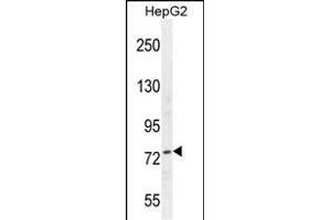 NCL Antibody (Center ) (ABIN655626 and ABIN2845105) western blot analysis in HepG2 cell line lysates (35 μg/lane). (Nucleolin antibody  (AA 428-455))