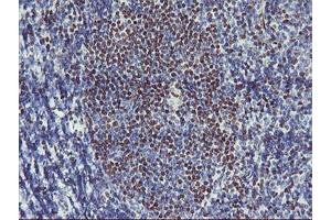Image no. 1 for anti-Glucosidase, Beta, Acid 3 (Cytosolic) (GBA3) (AA 1-150), (AA 370-469) antibody (ABIN1490587) (GBA3 antibody  (AA 1-150, AA 370-469))