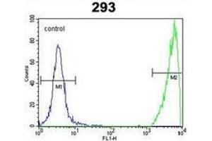 Flow cytometric analysis of 293 cells using GNAS Antibody (C-term) Cat.