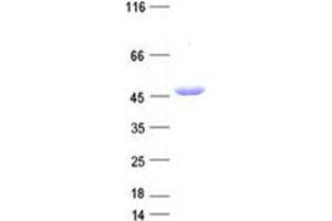 Validation with Western Blot (Antizyme Inhibitor 1 Protein (AZIN1) (DYKDDDDK Tag))