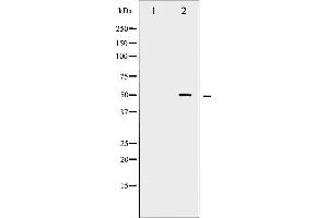 Western blot analysis of Myc phosphorylation expression in Forskolin treated 293 whole cell lysates,The lane on the left is treated with the antigen-specific peptide. (c-MYC antibody  (pSer62))
