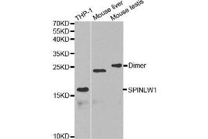Western blot analysis of extracts of various cell lines, using SPINLW1 antibody. (Eppin antibody  (AA 22-133))
