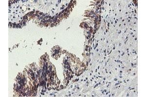 Image no. 3 for anti-Farnesyl-Diphosphate Farnesyltransferase 1 (FDFT1) antibody (ABIN1498243) (FDFT1 antibody)