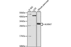 Western blot analysis of extracts of various cell lines, using ALKBH7 antibody (ABIN2650897) at 1:1000 dilution. (ALKBH7 antibody)