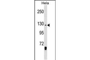 Western blot analysis in Hela cell line lysates (35ug/lane). (WHSC1 antibody  (C-Term))
