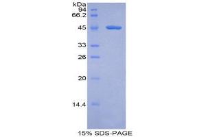 SDS-PAGE (SDS) image for Coagulation Factor VII (F7) (AA 42-169) protein (His tag,GST tag) (ABIN1981015) (Factor VII Protein (AA 42-169) (His tag,GST tag))