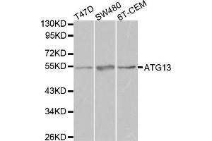 Western blot analysis of extracts of various cell lines, using ATG13 antibody.