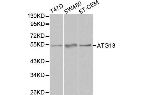 ATG13 antibody  (AA 281-480)