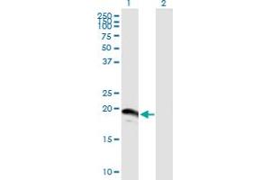 Western Blot analysis of SUMO3 expression in transfected 293T cell line by SUMO3 MaxPab polyclonal antibody. (SUMO3 antibody  (AA 1-103))