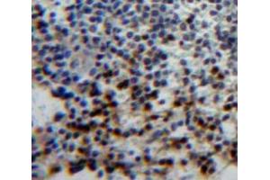 #VALUE! (T-Bet antibody  (AA 160-399))