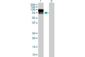 Western Blot analysis of SERPING1 expression in transfected 293T cell line by SERPING1 MaxPab polyclonal antibody. (SERPING1 antibody  (AA 1-500))