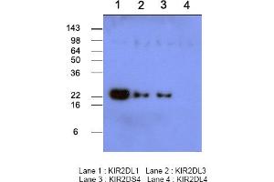 Western blot analysis Recombinant human protein KIR2DL1, KIR2DL3, KIR2DS4 and KIR2DL4 (each 50ng per well) were resolved by SDS-PAGE, transferred to PVDF membrane and probed with anti-human KIR2DL1 (1:500). (KIR2DL1 antibody  (AA 23-223))