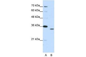PSMA1 antibody used at 1.
