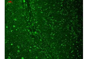 CACNA1C antibody  (AA 1507-1733) (HRP)