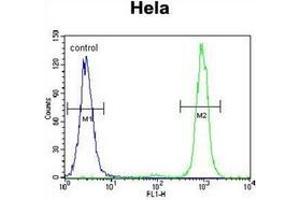 Flow cytometric analysis of Hela cells using SSH3 Antibody (C-term) Cat. (SSH3 antibody  (C-Term))
