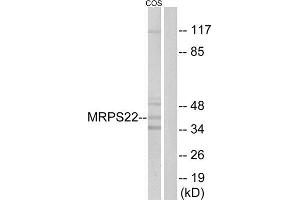 Western Blotting (WB) image for anti-Mitochondrial Ribosomal Protein S22 (MRPS22) (Internal Region) antibody (ABIN1851554) (MRPS22 antibody  (Internal Region))