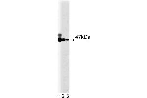 Western blot analysis of p47[phox] on EB-1 lysate. (NCF1 antibody  (AA 18-197))