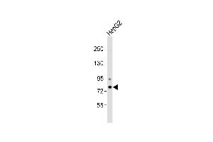 Anti-CHML Antibody at 1:1000 dilution + HepG2 whole cell lysates Lysates/proteins at 20 μg per lane. (CHML antibody)