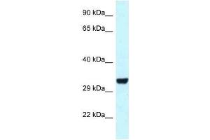 Western Blot showing Hey1 antibody used at a concentration of 1. (HEY1 antibody  (C-Term))
