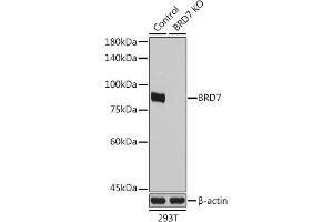 Western blot analysis of extracts from normal (control) and BRD7 Rabbit pAb knockout (KO) 293T cells, using BRD7 Rabbit pAb antibody (ABIN1678903, ABIN3015974, ABIN3015975 and ABIN6219482) at 1:1000 dilution. (BRD7 antibody  (AA 1-95))