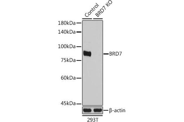 BRD7 anticorps  (AA 1-95)