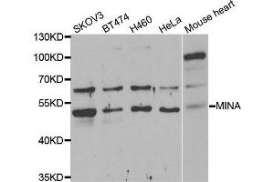 Western blot analysis of extracts of various cell lines, using MINA antibody. (MINA antibody)