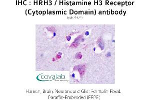 Image no. 2 for anti-Histamine Receptor H3 (HRH3) (2nd Cytoplasmic Domain) antibody (ABIN1735574) (HRH3 antibody  (2nd Cytoplasmic Domain))