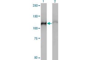 Western Blot analysis of HSPA4 expression in transfected 293T cell line by HSPA4 monoclonal antibody (M01), clone 3A11. (HSPA4 antibody  (AA 1-148))