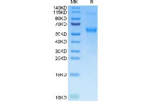 Osteoprotegerin Protein (AA 22-401) (His tag)