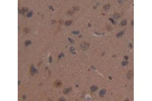 IHC-P analysis of Rat Tissue, with DAB staining. (MIB2 antibody  (AA 407-663))