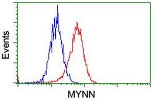 Image no. 3 for anti-Myoneurin (MYNN) (AA 10-300) antibody (ABIN1490790)