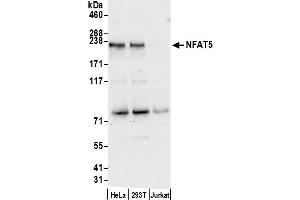 Western Blotting (WB) image for anti-Nuclear Factor of Activated T-Cells 5, Tonicity-Responsive (NFAT5) (AA 1481-1531) antibody (ABIN7449897)
