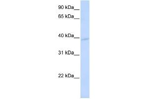 WB Suggested Anti-KCMF1 Antibody Titration:  0. (KCMF1 antibody  (N-Term))