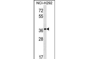 PGA5 Antibody (C-term) (ABIN1537193 and ABIN2850510) western blot analysis in NCI- cell line lysates (35 μg/lane). (PGA5 antibody  (C-Term))