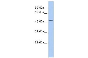 SELENBP1 antibody used at 1 ug/ml to detect target protein. (SELENBP1 antibody  (N-Term))