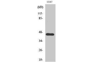 Western Blotting (WB) image for anti-APOBEC3D/F (Internal Region) antibody (ABIN3180486) (APOBEC3D/F (Internal Region) antibody)
