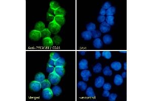 Immunofluorescence (IF) image for anti-Platelet/endothelial Cell Adhesion Molecule (PECAM1) (AA 218-231) antibody (ABIN7505819)