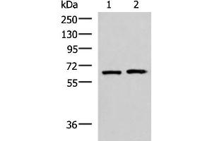 Western blot analysis of 293T and Jurkat cell lysates using GPKOW Polyclonal Antibody at dilution of 1:2000 (GPKOW antibody)