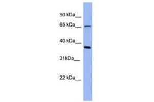 Image no. 1 for anti-Uromodulin (UMOD) (AA 503-552) antibody (ABIN6741678) (Uromodulin antibody  (AA 503-552))