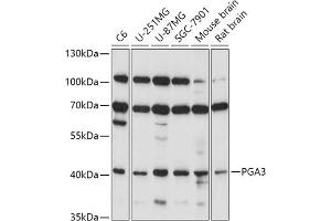 Western blot analysis of extracts of various cell lines, using PG antibody (ABIN7269204) at 1:1000 dilution. (PGA3 antibody  (AA 63-180))
