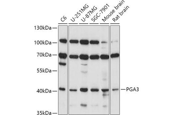 PGA3 Antikörper  (AA 63-180)