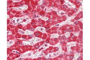 Human Liver: Formalin-Fixed, Paraffin-Embedded (FFPE). (ARHGAP1 antibody  (N-Term))