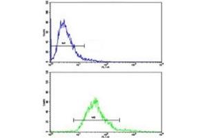 Flow cytometric analysis of CEM cells using MGMT antibody (bottom histogram) compared to a negative control top histogram). (MGMT antibody  (AA 156-182))