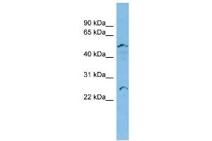 WB Suggested Anti-APOBEC2 Antibody Titration:  0. (APOBEC2 antibody  (Middle Region))