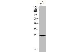Western Blot analysis of 293T cells using BAP31 Polyclonal Antibody