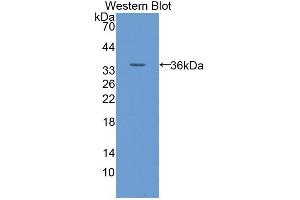 Western blot analysis of the recombinant protein. (SLC2A14 antibody  (AA 51-105))