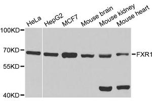 Western blot analysis of extracts of various cell lines, using FXR1 antibody (ABIN1876971) at 1:1000 dilution. (FXR1 antibody)