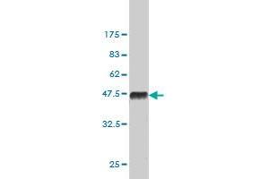 Western Blotting (WB) image for anti-Sirtuin 2 (SIRT2) (AA 128-227) antibody (ABIN564966)
