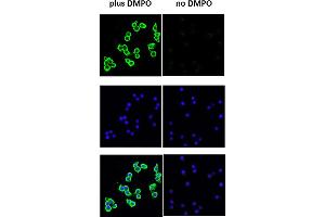 DMPO Immunofluorescence. (DMPO antibody)